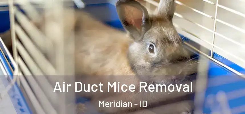  Air Duct Mice Removal Meridian - ID