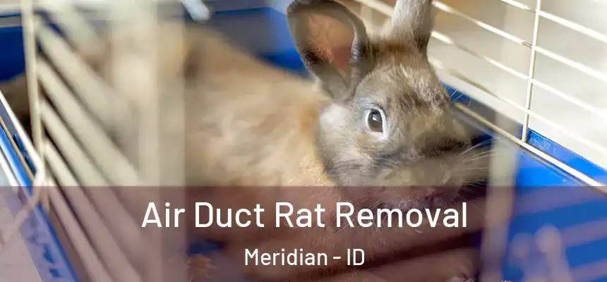  Air Duct Rat Removal Meridian - ID
